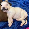 Do You Want To Adopt This Mustachioed Pup?